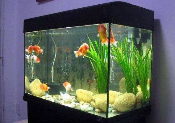 辦公室魚(yú)缸最佳擺放位置和禁忌